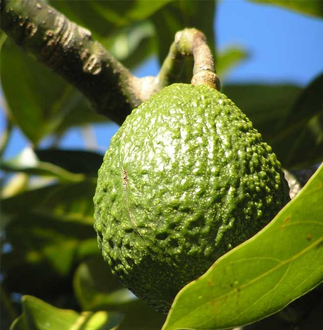 Avocado tree growing in Escondido, San Diego